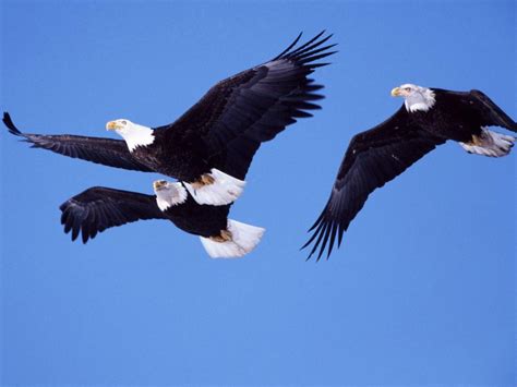 Pictures Blog: Bald Eagles Flying