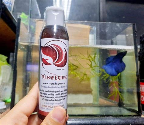 TALISAY EXTRACT FOR BETTA CONDITIONING, TALISAY FOR AQUARIUM NEEDS ...