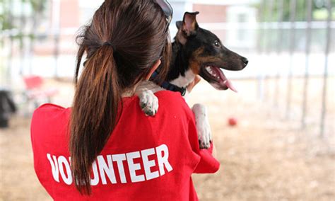 Before You Volunteer, Consider These 5 Things – This Dog's Life - Dog ...