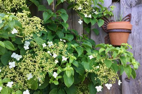 How & When To Deadhead & Prune Your Climbing Hydrangea