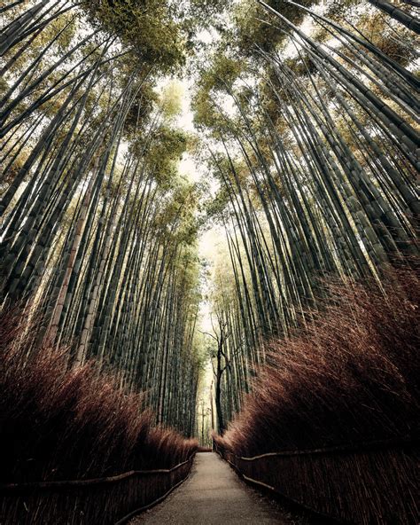 Arashiyama Bamboo Groves in the early morning before the tourists ...