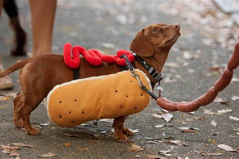 11 Hilarious Halloween Costumes for Dogs | ApartmentGuide.com