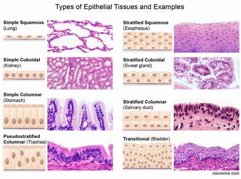 Classification and Types of Epithelial Tissues - Rs' Science