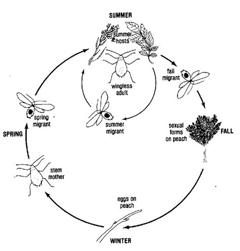 [DIAGRAM] Parthenogenesis Diagram Aphids - MYDIAGRAM.ONLINE