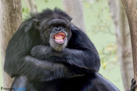 22 Hilarious Photos of Animals Making Funny Faces