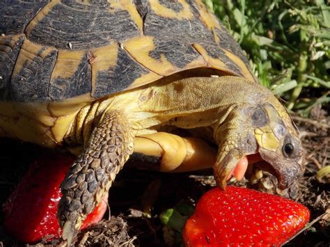 Turtle Food, What to feed your pet turtle. | What Do Turtles Eat