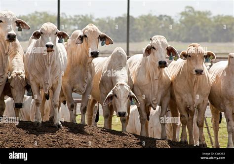 Brahman cattle Northern Territory Australia Stock Photo - Alamy