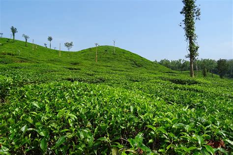 Explore the Tea Gardens of Dharamshala During a Family Vacation In ...