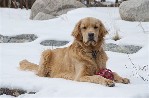 Golden Retriever Puppy Plays in Snow Photograph by Shelley Dennis ...