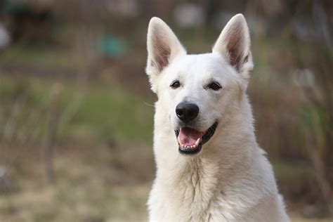 White German Shepherds; The Complete Info Guide - Fumi Pets | 2024