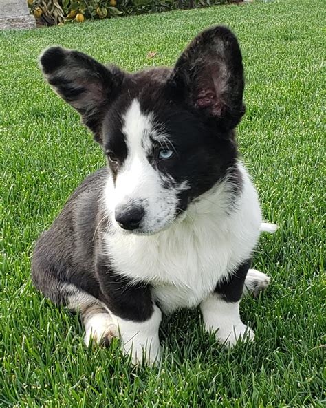 a black and white dog sitting in the grass