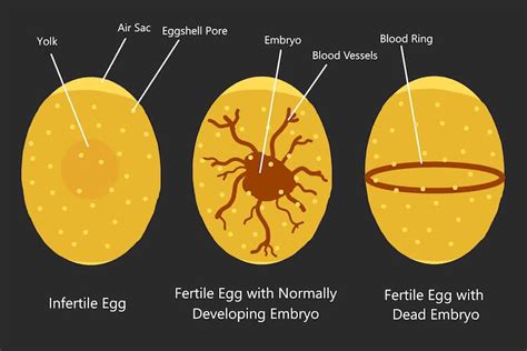 3 Simple Ways To Tell If An Egg Is Fertilized | Chickens And More