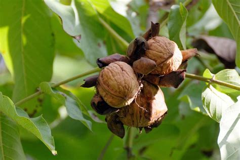 Noyer commun: Plantation, culture, maladie | Jardipartage