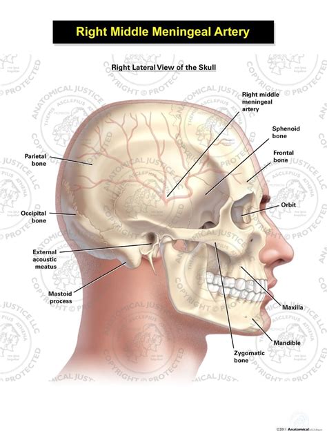 Right Middle Meningeal Artery