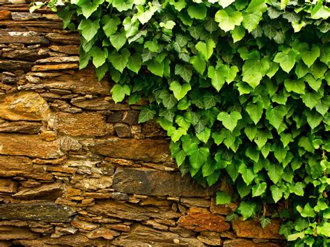 English Ivy Wall