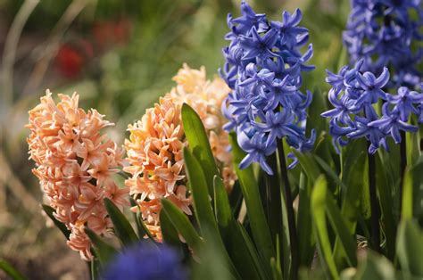 Planting, Growing and Caring for Hyacinth Bulbs