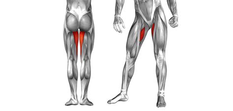 Anatomy Of The Golf Swing - Anatomical Charts & Posters