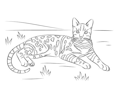 Cat Coloring Pages for Adults - Best Coloring Pages For Kids | Cat ...