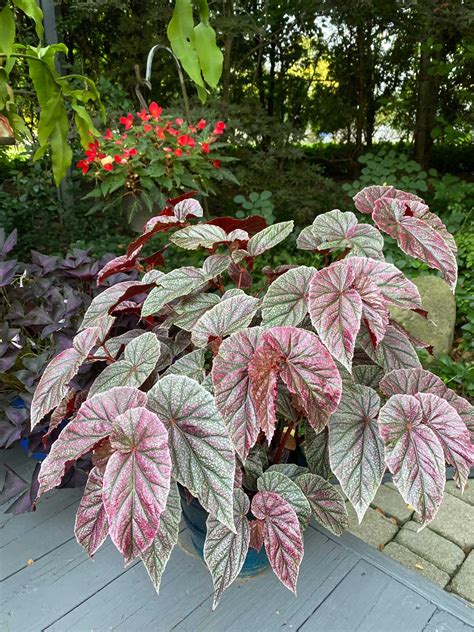 Begonia Leaf