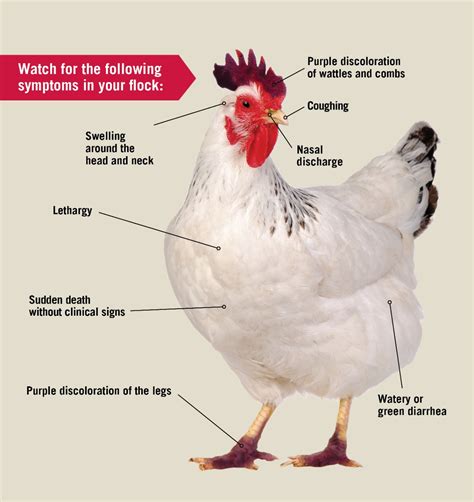 Avian Influenza (Flu) - UGA VetMed