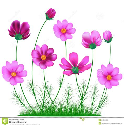 Cosmos flower clipart 20 free Cliparts | Download images on Clipground 2024