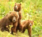 Kodiak Bear - Description, Habitat, Image, Diet, and Interesting Facts