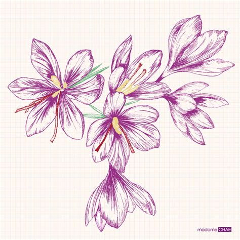 Saffron crocus :: Behance