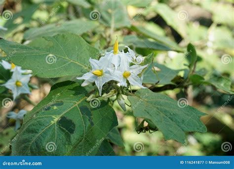 Solanum Torvum Flower in Nature Garden Stock Image - Image of plant ...