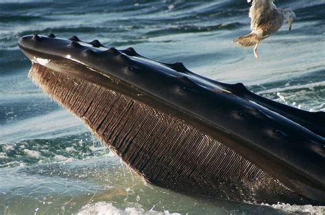 "Humpback Whale, baleen, open mouth, upper jaw" by Petrel | Redbubble