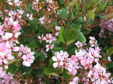 Rhaphiolepis 'White Flowering' Indian Hawthorn 7" Pot - Hello Hello ...