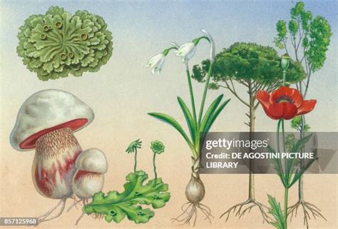 Fungi Examples Photos and Premium High Res Pictures - Getty Images