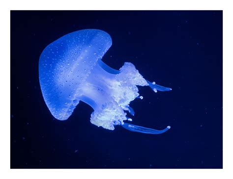 White-spotted Jellyfish | Marine life, Jellyfish, Blue backgrounds