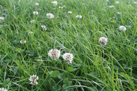 Grass and clover seed mixture - Agritech