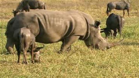 Rhinoceros | Rhino Horn Use: Fact vs. Fiction | Nature | PBS