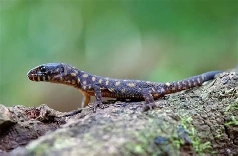 Yellow Spotted Lizard - Species Description (Habitat, Diet, Facts & Info)