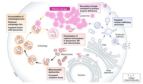 The rapidly evolving view of lysosomal storage diseases | EMBO ...