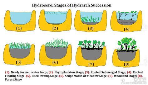 Hydrosere Definition and Seral Stages (PPT) | EasyBiologyClass