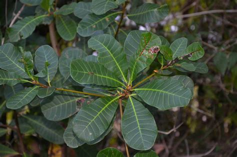 Anacardium occidentale (Anacardiaceae) image 88720 at PhytoImages.siu.edu