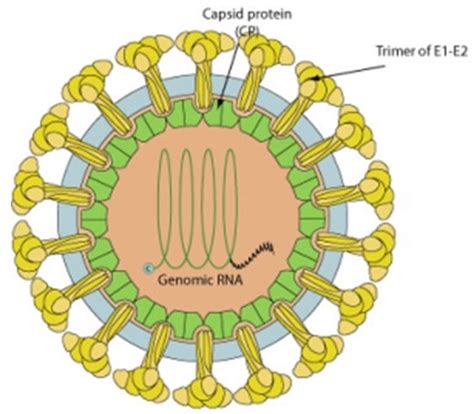 Rubella Virus Antigens - Creative Diagnostics