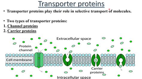 What Is A Carrier Protein In Biology