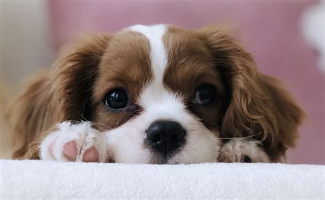 extra blog image - brown and white cocker spaniel puppy - Canine Campus ...