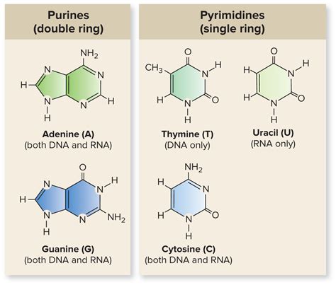 Purines vs pyrimidines | Chemistry education, Teaching chemistry ...