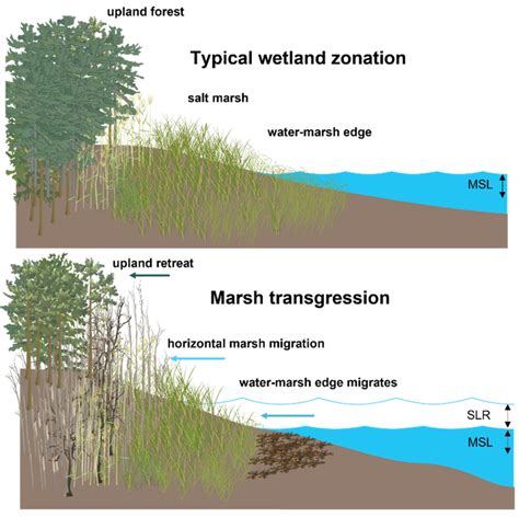 Conceptual diagram of the typical wetland zonation (top panel) and ...