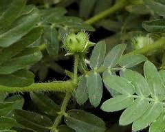 “Gokhru” Medicinal uses and Health Benefits, Dosage, Facts, Medicinal ...