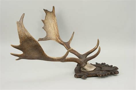 Mounted Fallow Deer Antlers at 1stDibs | fallow deer skull mount ...