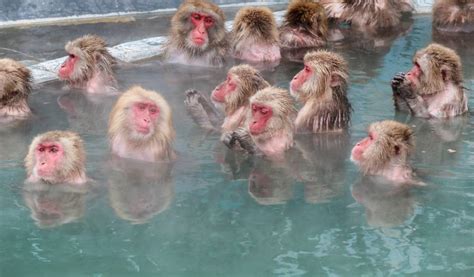 See Japanese Snow Monkeys: Visit Jigokudani Monkey Park from Tokyo ...