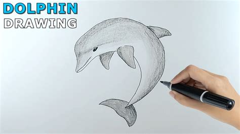 How To Draw A Easy Dolphin