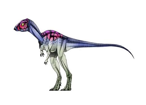 Micropachycephalosaurus | Description, Size, Fossil, Diet, & Facts