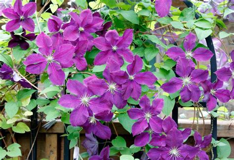 Clematis Types & 20 Best Varieties for Early, Repeat and Late Season Blooms