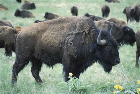 American Bison - Bison bison - NatureWorks